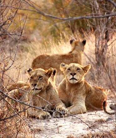 Wildlife Safaris in East Africa